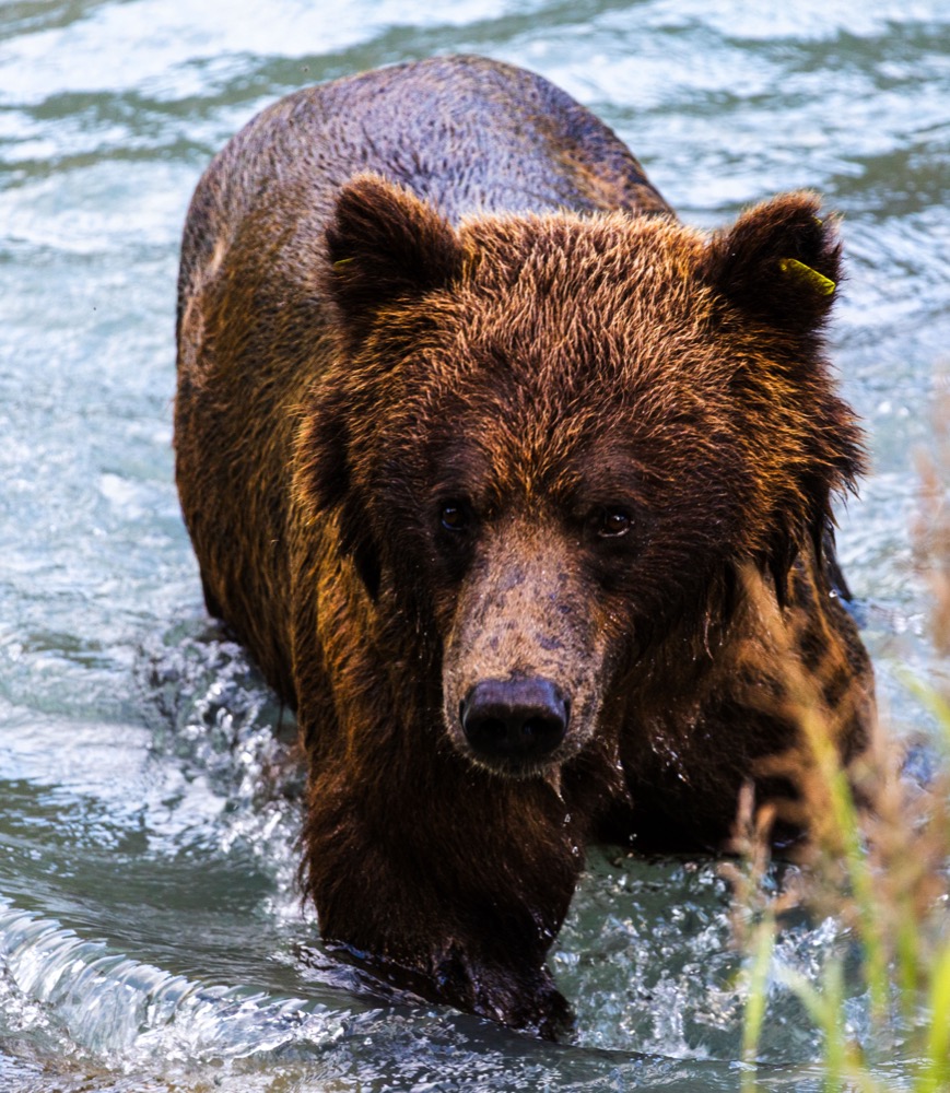 Bear wading toward the camera