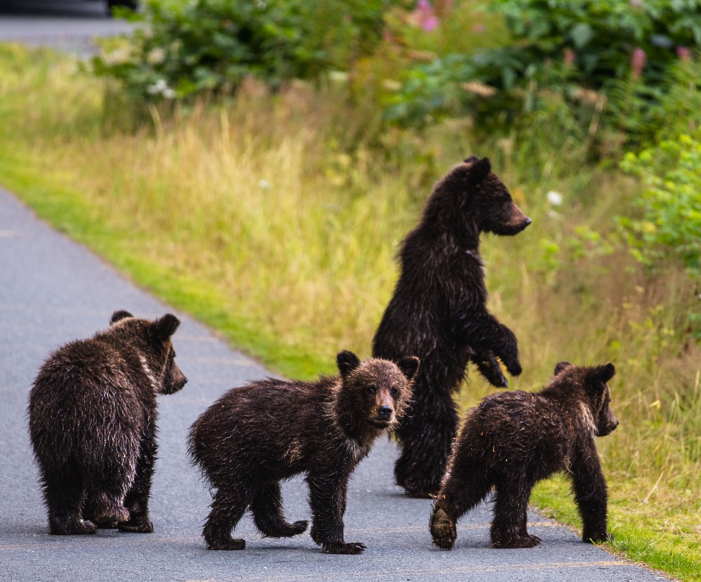 Four bear cubs on the road, one standing